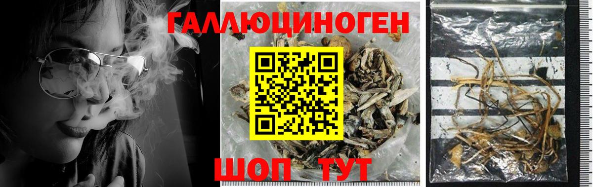Псилоцибиновые грибы Cubensis  Вход с VPN  Нижнекамск 